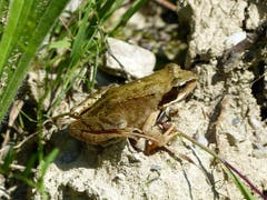 Ein schöner Frosch. (Bild: Josef Lustenberger (Wolhusen, 30. Juni 2018))