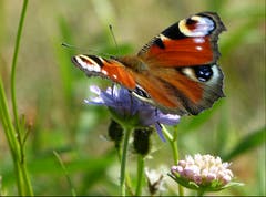 Der Edelfalter «Tagpfauenauge» wurde zum Schmetterling des Jahres 2009 gewählt. (Bild: Josef Lustenberger)