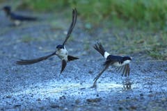 Mehlschwalben im Flug. (Bild: Hans Aeschlimann)