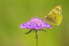 Ein Zitronenfalter auf einer Blüte. (Bild: Franziska Hörler)