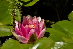 Seerose im eigenen Garten. Bild: Patric Ostertag