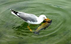 Auch Möven geniessen einen feinen Fisch aus dem Vierwaldstättersee. Aufgenommen am Carl Spitteler Quai in Luzern. Bild: Walter Buholzer
