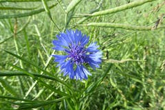 Blaue Kornblume im Rapsfeld. Bild: Josef Habermacher