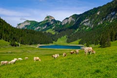 Kühe grasen vor dem Sämtisersee . (Bild: Luciano Pau)