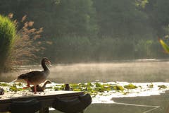 Am Steinibühlweiher. (Bild: Irene Wanner)