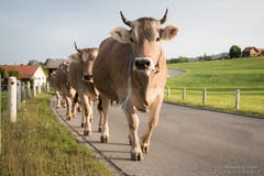 Me hauids au i d'Ferie! Alpaufzug in Appenzell. (Bild: Monika Schmid-Manser)
