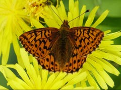 Der Hochmoor-Perlmutterfalter ist an das Vorhandensein von Hochmooren angewiesen. (Bild: Josef Lustenberger)