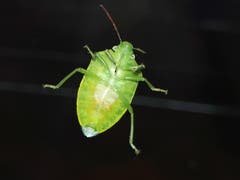 Lustiger Käfer. (Bild: Benedikt Born)