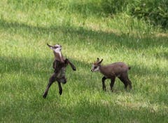 Übermütige Gämskitze auf dem Seerücken am Untersee. (Bild: Barbara Weber)