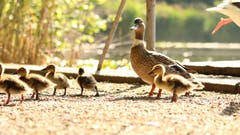 Entenfamilie beim Morgenspaziergang. (Bild: Irene Wanner)