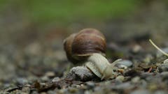 Warum einen Umweg machen, wenn es auch so geht? (Bild: Irene Wanner)