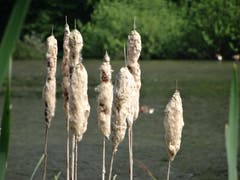 Schilf, aufgenommen am Wichelsee (Naturschutzgebiet). (Bild: Bruno Ringgenberg)
