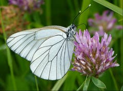 Die Flügel des Baumweissling sind weiss und die feinen, netzartigen Adern sind schwarz. (Bild: Josef Lustenberger)