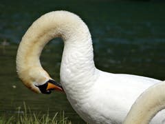 Schwan am Wichelsee pflegt sein Gefieder. (Bild: Bruno Ringgenberg)
