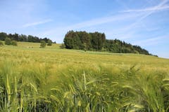 Die Gerste ist am Reifen, am Buttenberg Rickenbach. (Bild: Josef Habermacher)