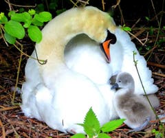 Wenn das nicht eine liebe Schwanenmutter ist! (Bild: Walter Buholzer)