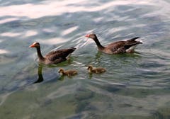 Familienausflug. (Bild: Walter Buholzer)