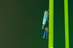 Die hintere Zikade fängt die Absonderung der vorderen Zikade auf, dadurch bekommt sie ein intensives blau an den Flügeln. (Bild: Marianne Schmid)