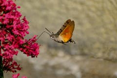 Taubenschwänzchen - der Kolibri, der ein Schmetterling ist. (Bild: Luciano Pau)