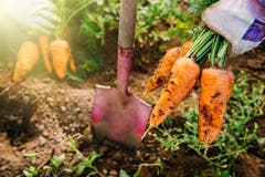 Die Gartenarbeit: Für viele mehr als nur ein Hobby. (Bild: Getty)