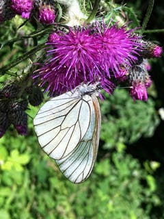 Schöne, farbige Natur. (Bild: Toni Sieber)