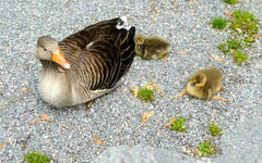 Familie Gans bei der Siesta. (Bild: Walter Buholzer)