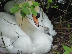 Schwanenmama mit der kleine Wundernase. (Bild: Walter Buholzer)