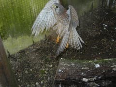 Ein Falke bei Flugversuchen im Auswilderungsgehege. In dieser Phase sind solche Übungen wichtig, damit die Freilassung dann auch gelingt. (Bild: Christian Müller - 3. Januar 2013)