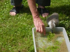 Ein kleiner Höckerschwan wird artgerecht gefüttert: Das verlassen aufgefundene Jungtier muss sich sein Futter selber aus dem Wasser fischen. (Bild: Voliere-Gesellschaft St.Gallen - 6. Juni 2011)