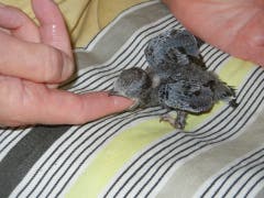 Ein Mauersegler wird gefüttert. Der Nestling saugt gierig am Finger, auf dessen Spitze ein Fleischbröcklein liegt. (Bild: Christian Müller - 20. Juni 2017)