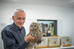 Christian Müller mit einem Kauz in den neuen Räumen der Vogelpflegestation im Naturmuseum (Bild: Michel Canonica - 10. Mai 2017)