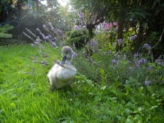 Ein verlassenes Jungschwan im Garten von Christian und Dora Müller in Wittenbach. (Bild: Christian Müller - 1. August 2011)