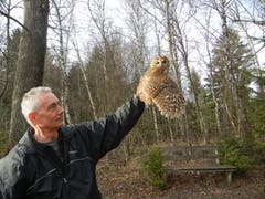 Geschafft: Christian Müller entlässt einen Waldkauz in die Freiheit (Bild: Voliere-Gesellschaft St.Gallen - 22. März 2013)