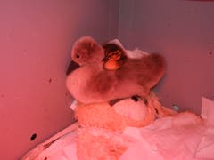 Waisen trösten sich gegenseitig: Ein Jungschwan und ein Entlein kuscheln sich unter der wärmenden Rotlichtlampe aneinander. (Bild: Christian Müller - 16. Mai 2012)