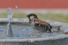 Der Spatz gönnt sich eine Erfrischung auf dem Sportplatz Ebnet in Herisau (Bild: Valentin Hitz)