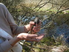 Auswilderung einer nicht wirklich kooperativen Wasserralle. (Bild: Christian Müller - 8. April 2017)