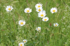 Margeriten geniessen die Sonne. (Bild: Josef Habermacher)