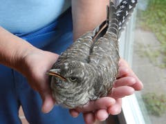 In der freien Natur inzwischen eine Rarität, im Bild ein Pflegefall für die Wildvogelpflegestation St.Gallen: der Kuckuck. (Bild: Christian Müller - 14. August 2013)