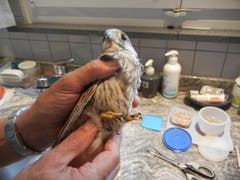 In der Wildvogelpflegestation werden zudem verletzte und kranke Tiere gepflegt und dann wieder ausgewildert. Im Bild ein ausgehungerter Turmfalke. (Bild: Christian Müller - 31. Juli 2013)