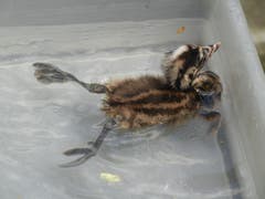 Ein kleiner Haubentaucher trainiert statt im Bodensee in einem Plastikbecken der Vogelpflegestation. (Bild: Christian Müller - 17. August 2011)