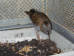 Eine Wasserralle wird in der Vogelpflegestation gefüttert. (Bild: Christian Müller - 27. Februar 2013)