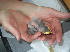 Ein aus dem Nest gefallener kleiner Mauersegler. Solche Tiere werden von der Vogelpflegestation in Zusammenarbeit mit dem Naturschutzverein St.Gallen in der Seglerkolonie im Tröckneturm am Burgweier platziert. Mauersegler-Eltern akzeptieren im Gegensatz zu anderen Vogelarten fremde Mauersegler-Jungtiere. (Bild: Christian Müller - 10. Juni 2014)