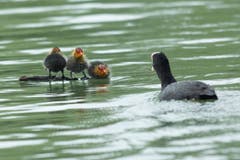 Blesshuhn mit Küken auf dem Bodensee. (Bild: Hans Aeschlimann)