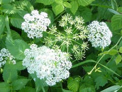 Kerbelart, mit filigranen sternförmigen Blüten. (Bild: Josef Habermacher)