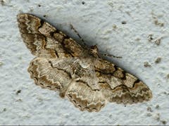 Ein wunderbares Exemplar vom "Braunmarmorierter Baumspanner" (Nachtfalter) ist auf dem Balkon gelandet. (Bild: Josef Lustenberger)