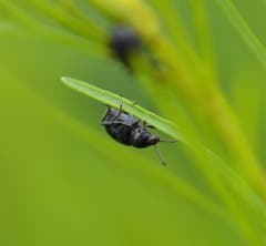 Käfer kopfüber. (Bild: Laura Brügger)