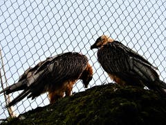 Zusammen fühlen sie sich stark. Zwei Bartgeier, die sich im Tierpark Goldau offenbar sehr mögen. (Bild: Margrith Imhof-Röthlin)