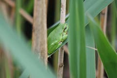 Laubfrosch im Schilf im Kaltenbacher Biotop. (Bild: Christian Müller)