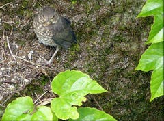 Junge Amsel wartet auf Futter von den Eltern. (Bild: Josef Lustenberger)