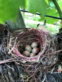 Natürlich ist man überrascht und zugleich traurig, wenn man bei der Arbeit im Rebberg beim Schloss Meggenhorn auf ein verlassenes Vogelnest mit 5 Eiern stösst. (Bild: Margrith Imhof-Röthlin)